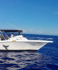 Dolphin & Whales Encounter Sharing