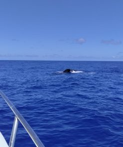 Whales Encounter Exclusive Boat