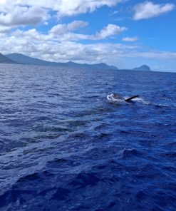 REVE BLEU - Dolphins + Whales Encounter + Lunch on Board Exclusive Boat (Copy)