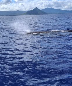 Whales Encounter Sharing