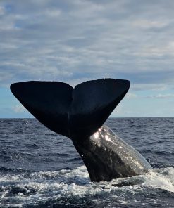 Dolphin & Whales Encounter Exclusive Boat